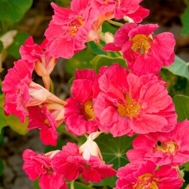 Hangbepflanzung Bodendecker & Kapuzinerkressesamen Cherry Rose Jewel