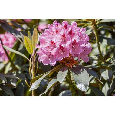 Rhododendron-Hybride 'Lady Annet de Trafford' mB 60- 70
