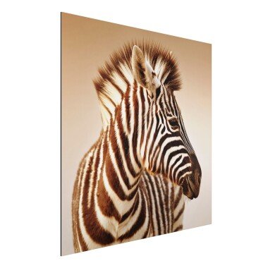 Alu-Dibond Bild Tiere Quadrat Zebra Baby Portrait