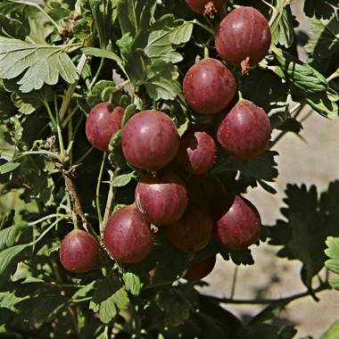 Ribes uva-crispa Relina' 