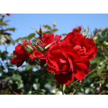 Blühender Bodendecker & Bodendecker-Rose / Beetrose 'Austriana' , Rosa