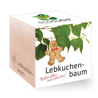 Feel Green Blumenerde Ecocube Lebkuchenbaum
