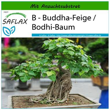 SAFLAX Bonsai Buddha-Feige / Bodhi-Baum 100