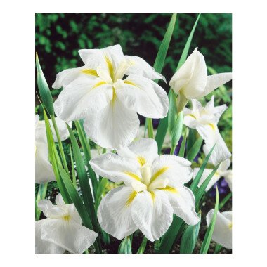 Schwertlilien Kaufen & Iris ensata 'White Ladies' P 1