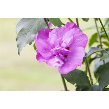 Hibiscus syriacus 'Purple Ruffles'  -R-