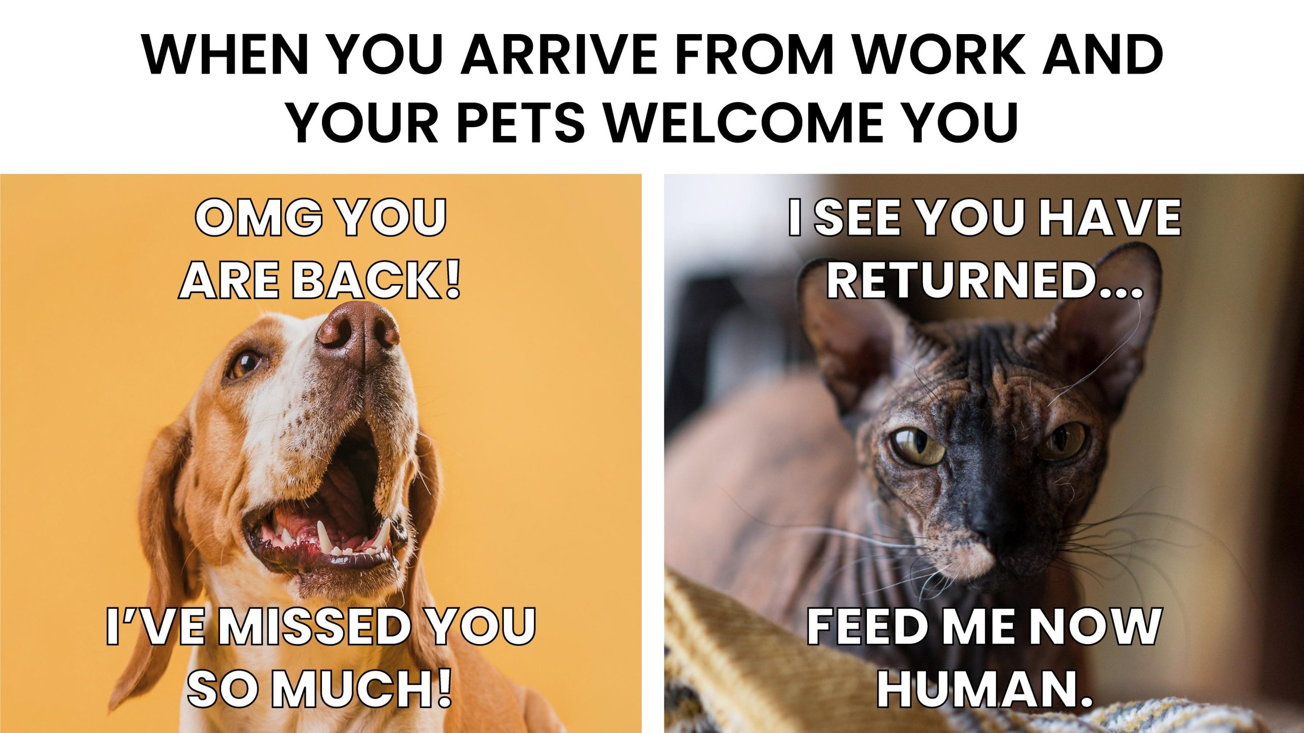 Lustiges Meme zum Teilen - Wenn Du von der Arbeit nach Hause kommst und deine Tiere dich begrüßen. Hund: OMG Du bist zurück, ich habe dich vermisst. Katze: Ich sehe du bist zurück, gibt mir Futter Mensch.