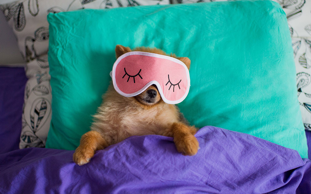 Hund mit Schlafmaske im Bett