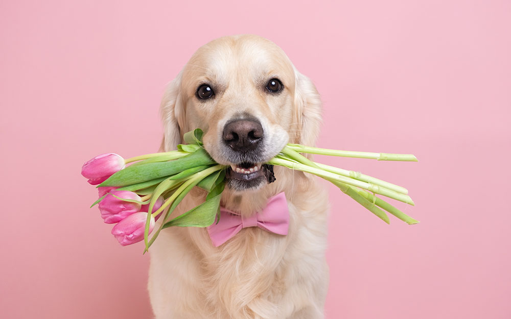 Lustiges Bild mit Hund, welcher einen Blumenstrauß im Maul hat.