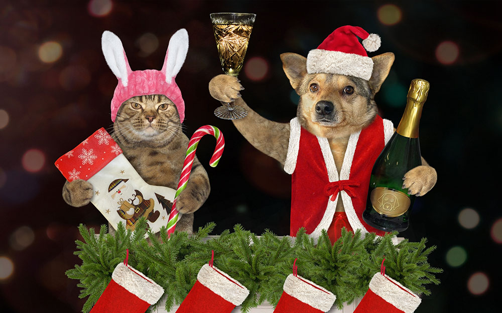 Hund und Katze feiern zusammen Weihnachten mit Sekt und Kostümen.