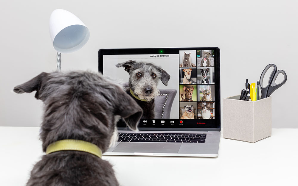 Hund macht eine Videokonferenz mit anderen Hunden