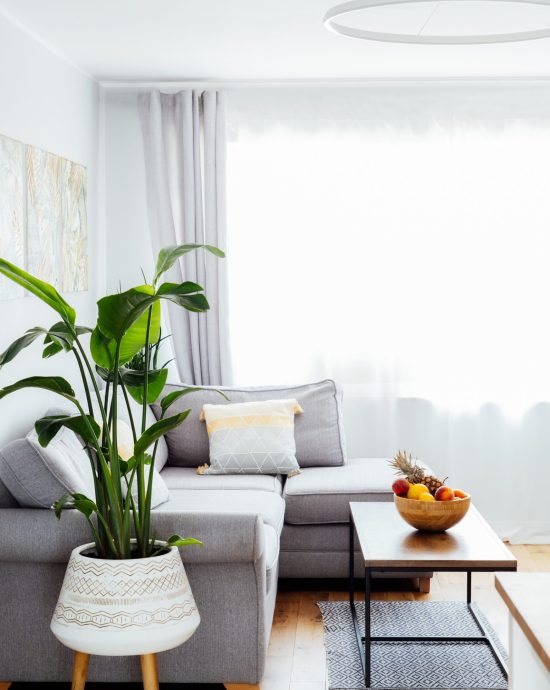 Wohnzimmer mit grauem Sofa & Pflanze